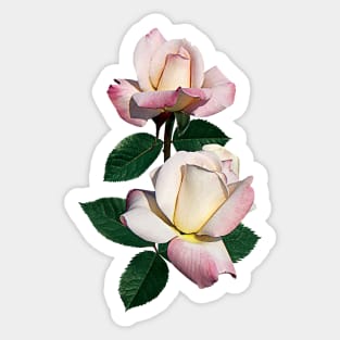 Roses - Pale Pink Rosebuds Variety Pristine Sticker